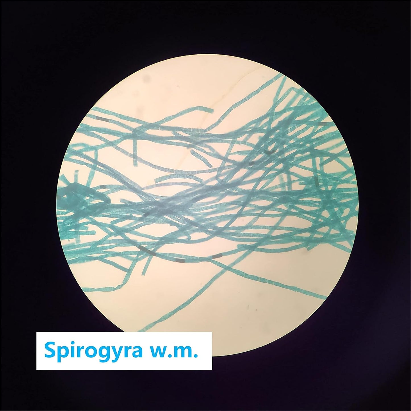 Prepared Microscope Slides Set for Apologia Biology, Pack of 16pcs Specimens Specifically for Biology Course (Apologia Slides)