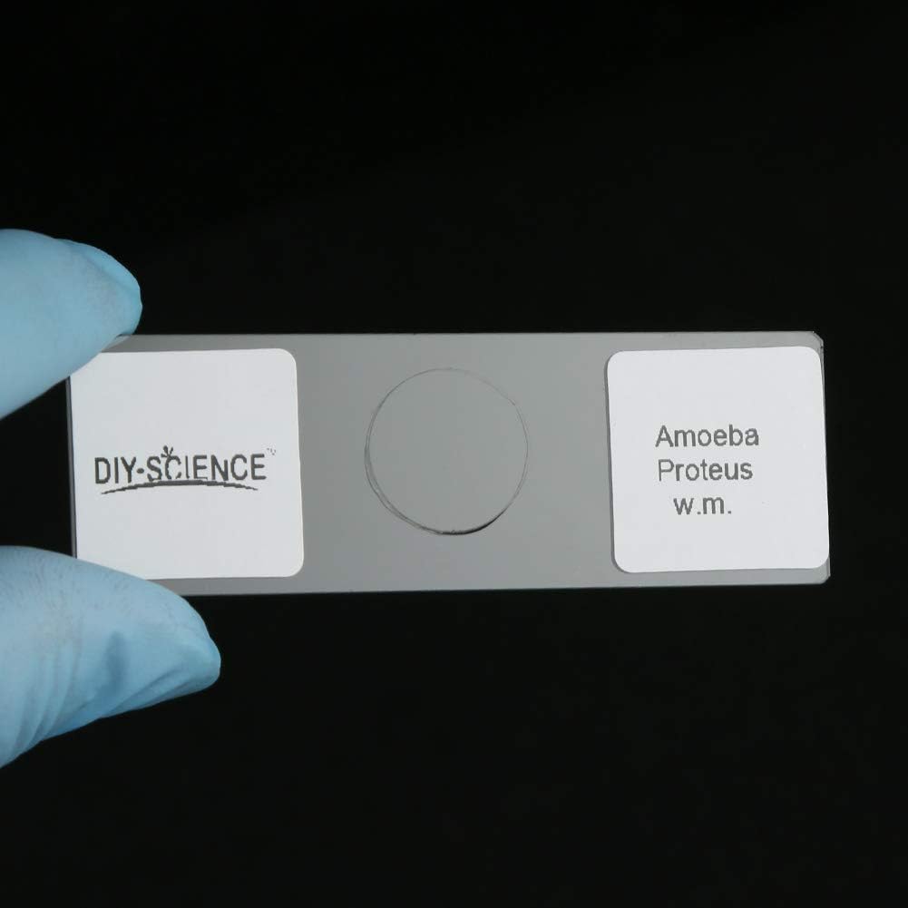 Prepared Microscope Slides Set for Apologia Biology, Pack of 16pcs Specimens Specifically for Biology Course (Apologia Slides)