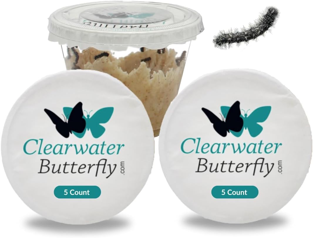 Clearwater Butterfly Live Painted Lady Butterflies - 10 Live Caterpillars - Live Caterpillars to Butterflies - Caterpillars for Butterfly Kit - Mesh Cage Not Included - Live Butterfly Kit - 10 Count