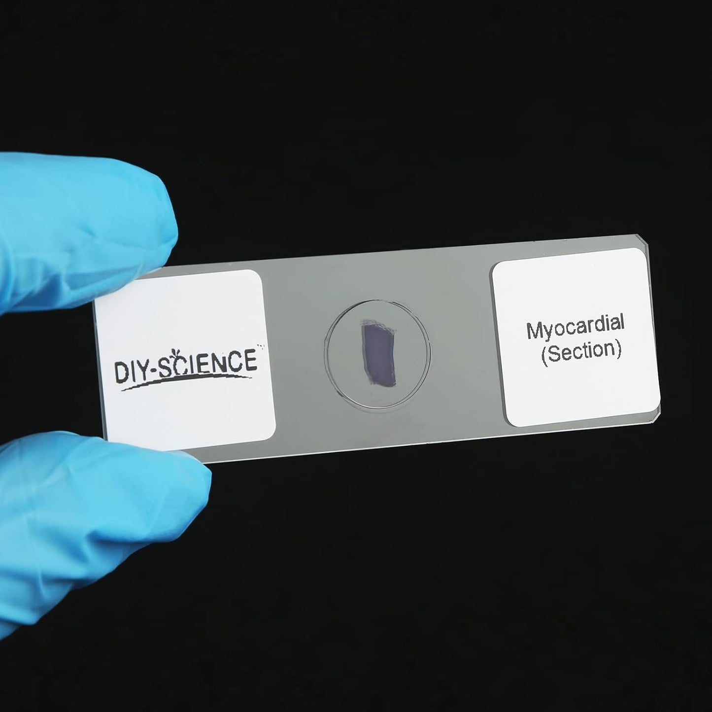 Mammal Anatomy Organ Tissue Specimens, 25 Similar to Human Tissue Prepared Microscope Slides Set for Students Hobbyists Beginners (Mammal Specimens)