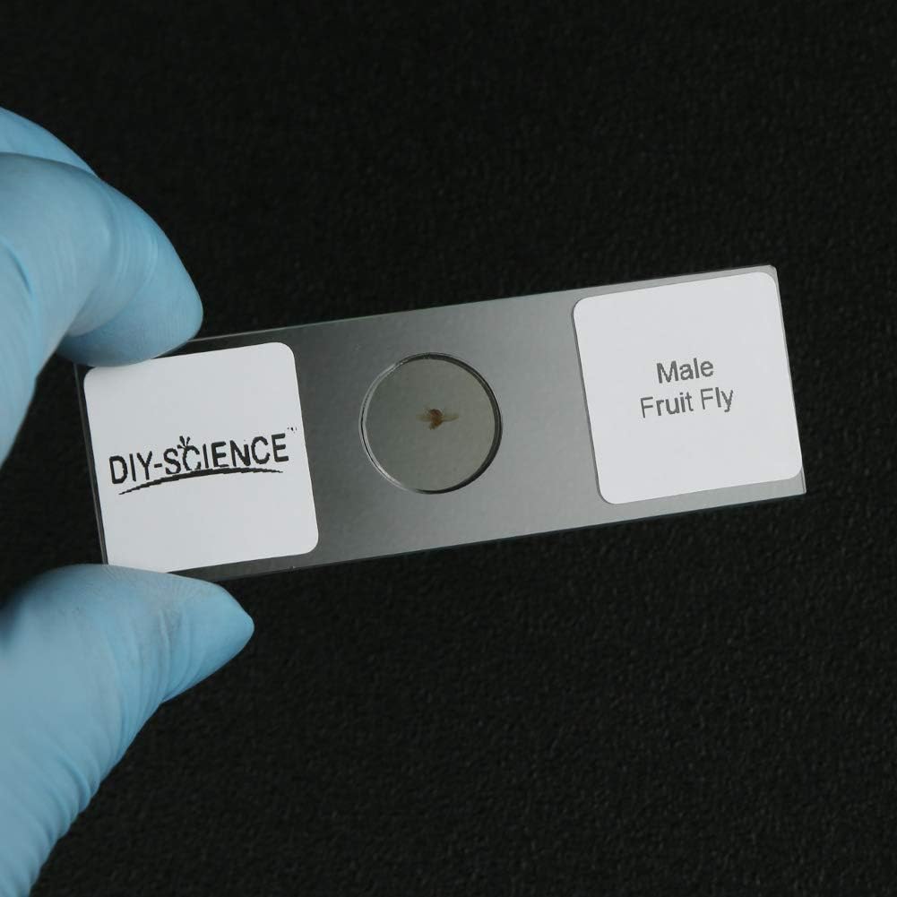 Prepared Whole Insects Microscope Slides Set, 10pcs Specimens for Kids Students Biology Class, Educational Gift (Whole Insects)