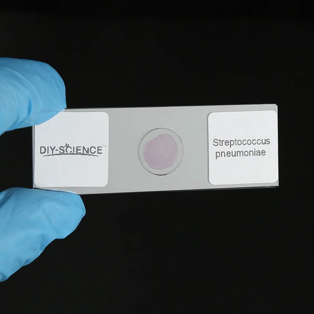 Prepared Bacterial Pathogens Microscope Slide Set, 12pcs Demonstrates The Bacteria Pathogens Responsible for Diseases of Animals