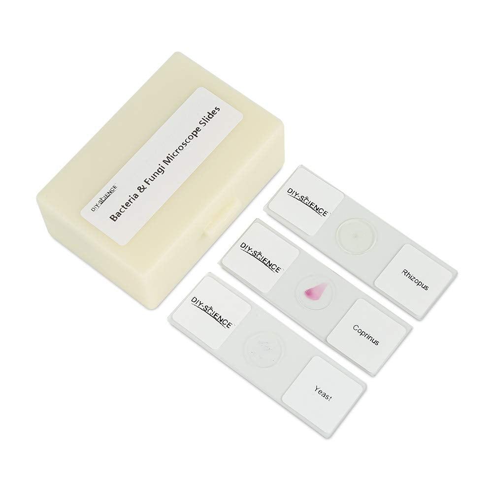 Prepared Bacteria and Fungi Microscope Slide Set, 9pcs Slides for Biology Teacher Students Micro Organisms Science Education