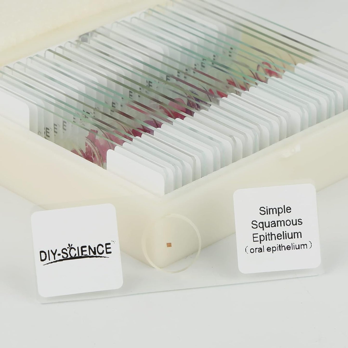 Mammal Anatomy Organ Tissue Specimens, 25 Similar to Human Tissue Prepared Microscope Slides Set for Students Hobbyists Beginners (Mammal Specimens)
