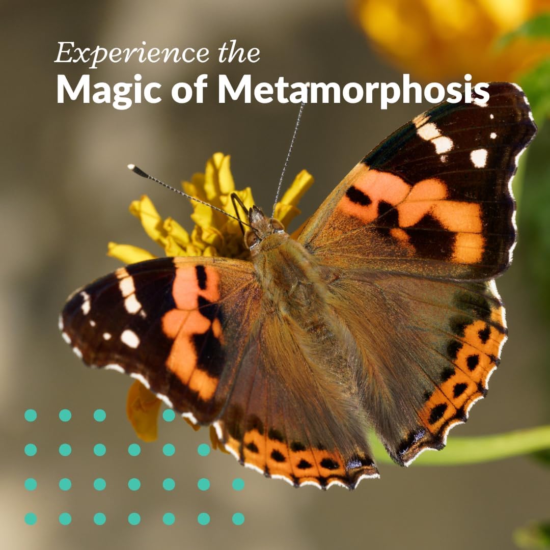 Clearwater Butterfly Live Painted Lady Butterflies - 33 Live Caterpillars Kit - Live Caterpillars to Butterflies - Classroom/School Kit & Habitat - (Suitable for All Ages)