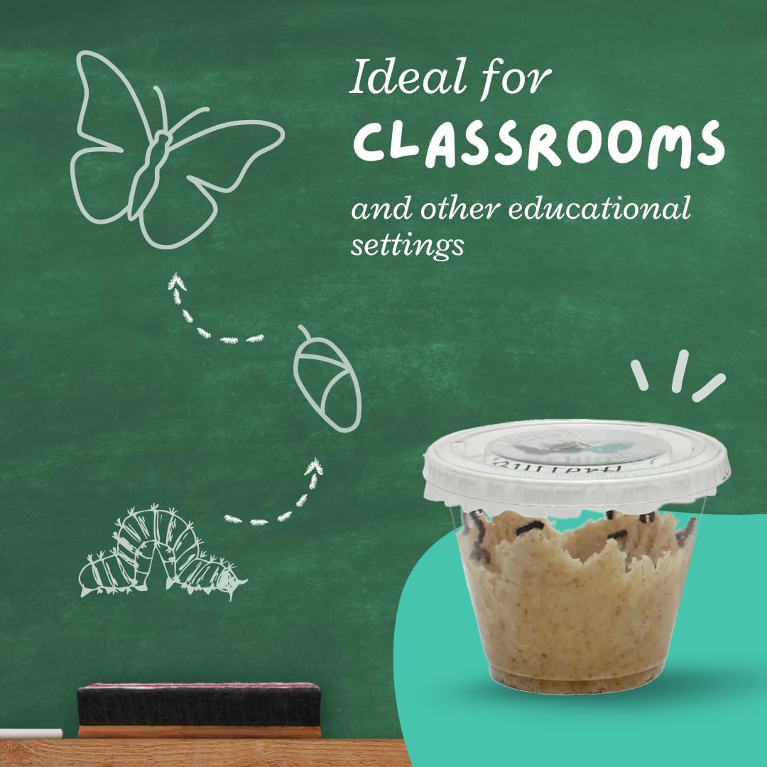 Clearwater Butterfly Live Painted Lady Butterflies - 33 Live Caterpillars Kit - Live Caterpillars to Butterflies - Classroom/School Kit & Habitat - (Suitable for All Ages)