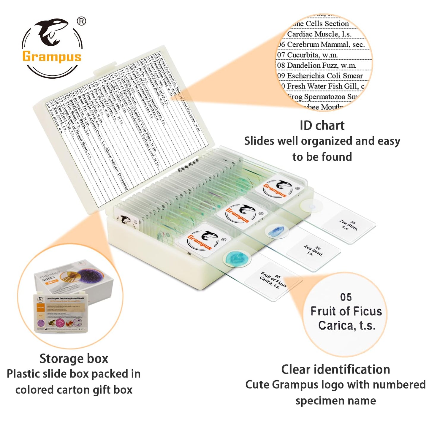 30 Prepared Microscope Slides with Specimens for Kids Students - Plants, for Biological Science Lab, Children's Science Education, Homeschooling Use