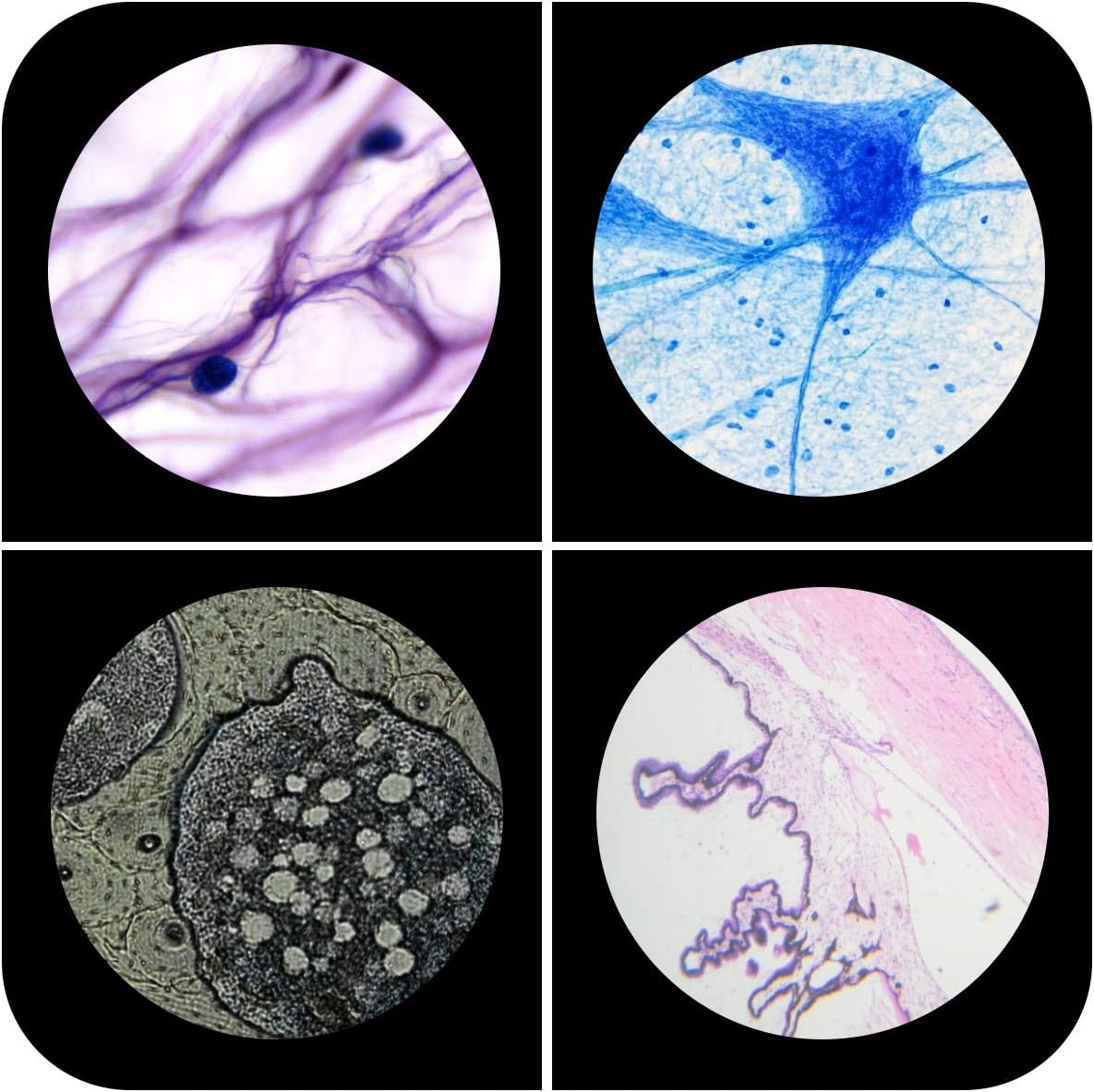 Plastic Prepared Microscope Slides for Kids, Cainda 48pcs Animals Insects Plants Flowers Sample Microscope Slides with Specimens for Students Adult Biology Science Programs