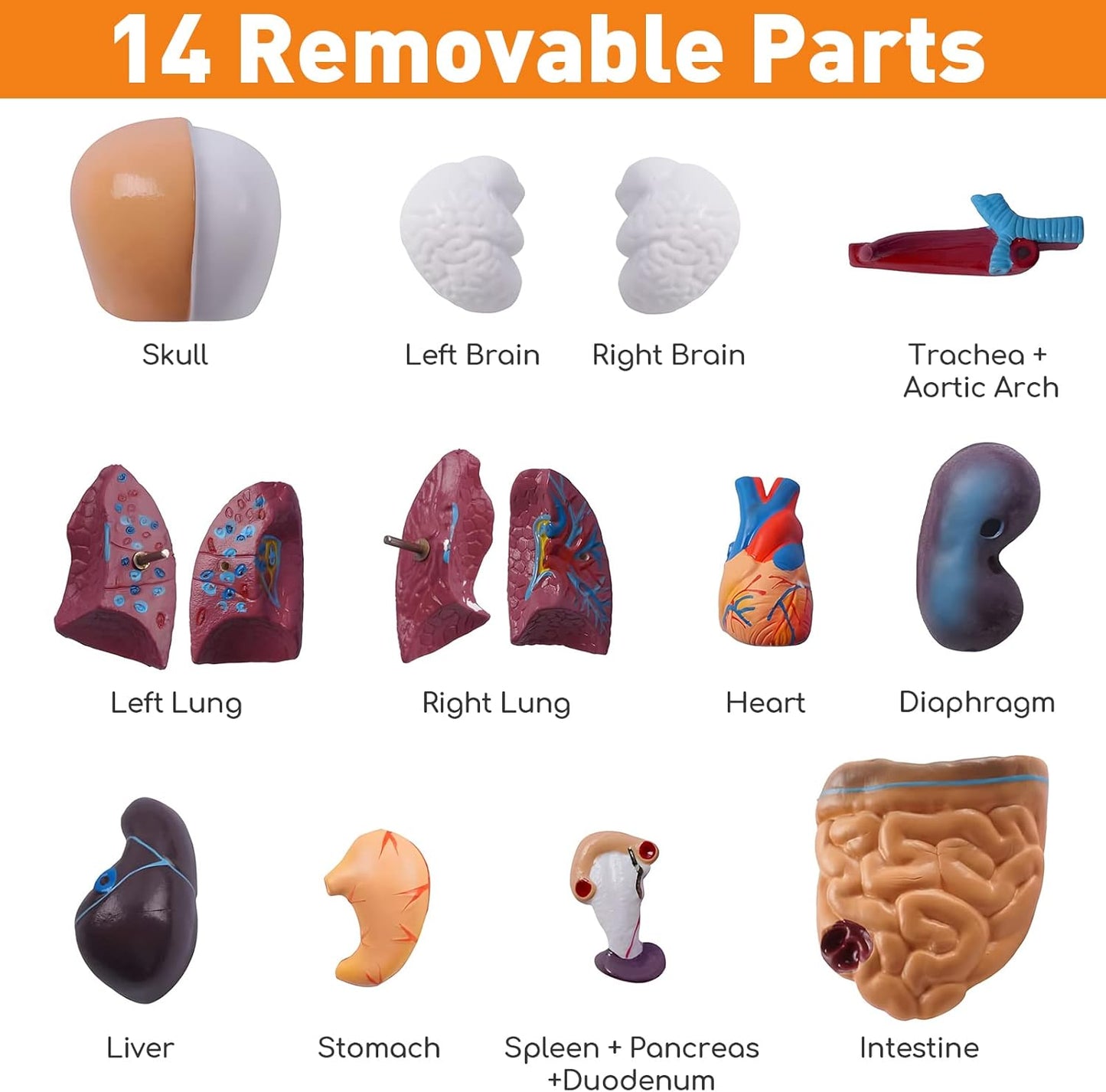 Human Body Model for Kids, 15 Pcs Removable 11 inch Human Torso Anatomy Model for for Teaching Study Class Students with Product Manual (11 inch)