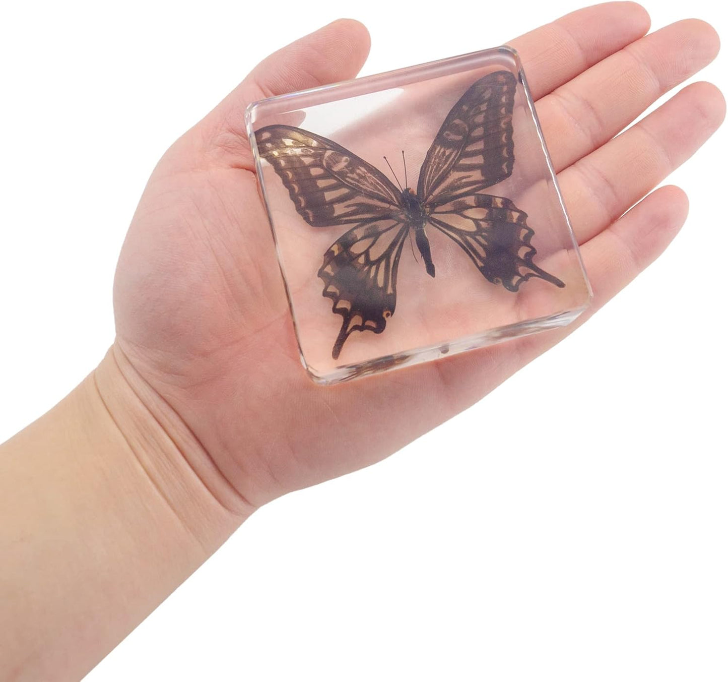 4 PCS Butterfly Specimen Set, Danaus Genutia, Graphium Sarpedon, Asian Swallowtail, Delias Pasithoe Butterfly Resin Collection Science Toys