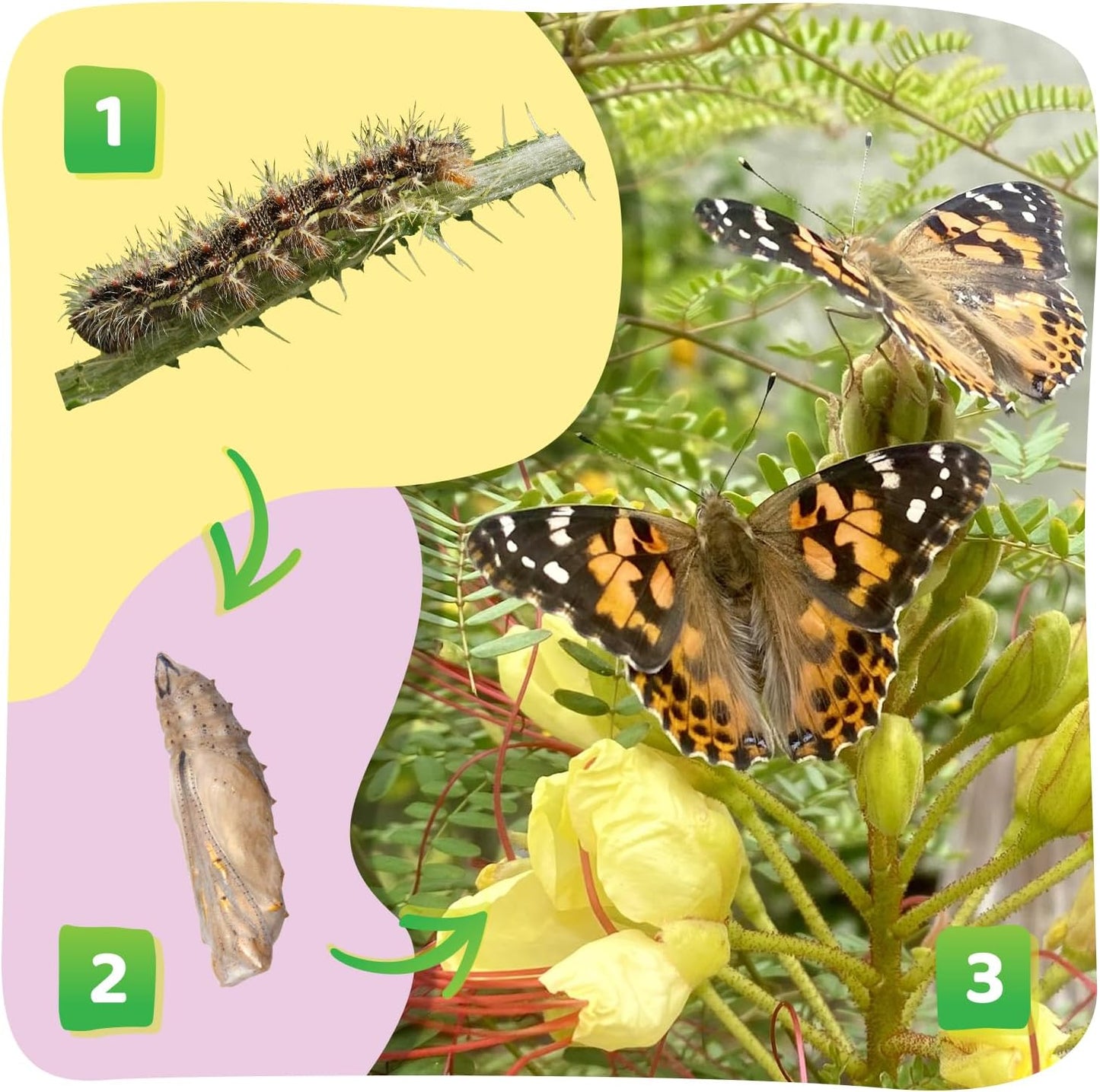 Insect Lore Butterfly Garden Kit with Live Caterpillars – Grow 10 Painted Lady Butterflies - STEM Learning Activity, Habitat with Journal, Stickers, Seeds & Figurines - As Seen on TV