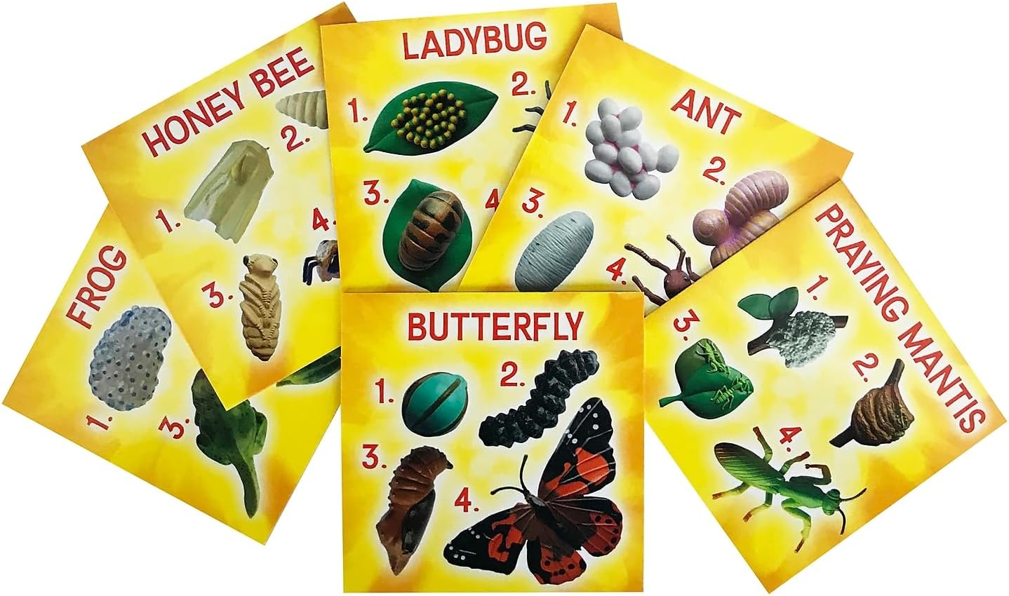 Insect Lore's Life Cycle Figurines 24 Pc Set | Butterfly, Ladybug, Frog, Honey Bee, Ant and Praying Mantis | 4 Stages Per Insect, 24 Figurines Total