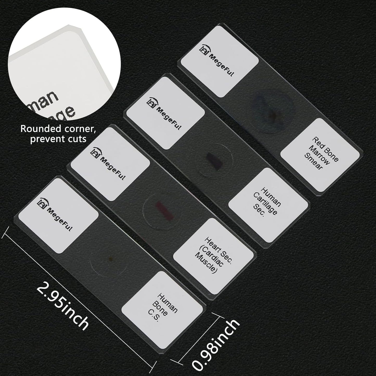 Human Tissue Anatomy Prepared Microscope Slides, 30PCS University Standard Microscope Slides Survey The Major Tissues and Organs of Human Body Dedicated to Histology