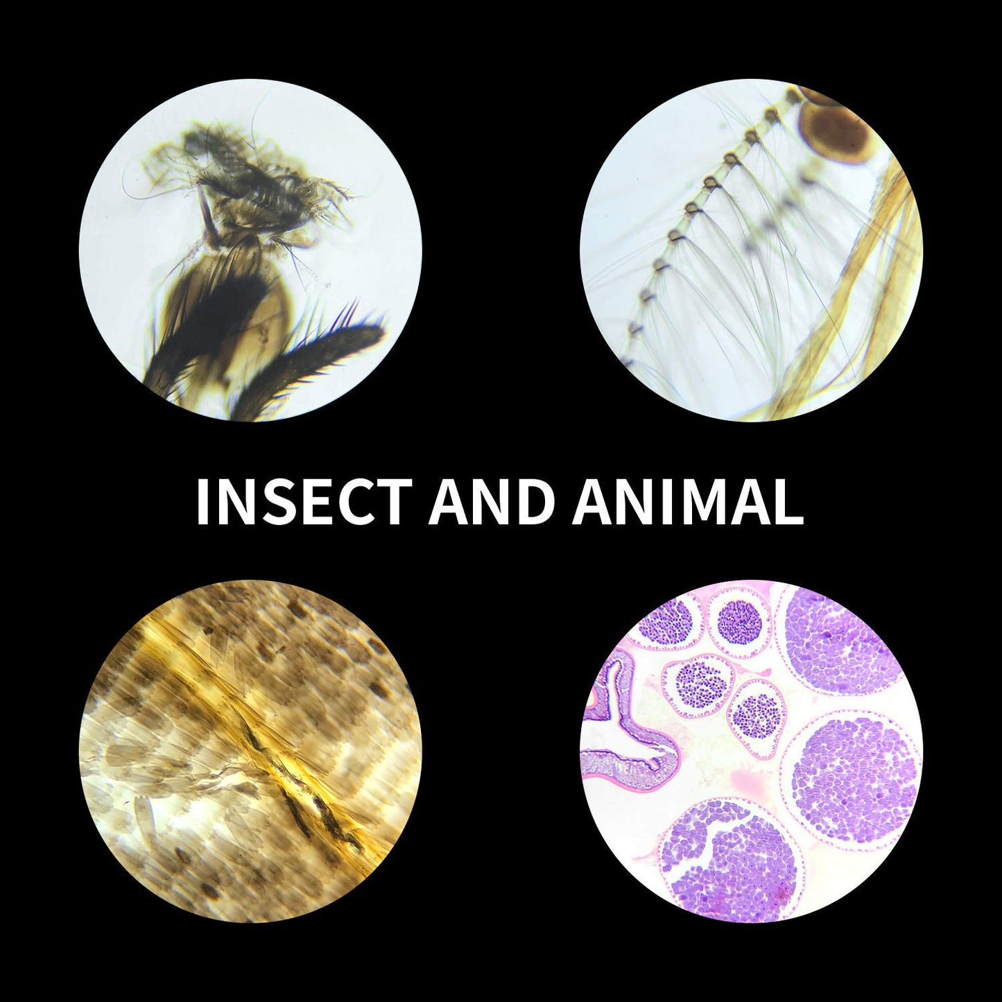 100Pcs Prepared Microscope Slides Set Professional Specimens for Kids Student Homeschool Use