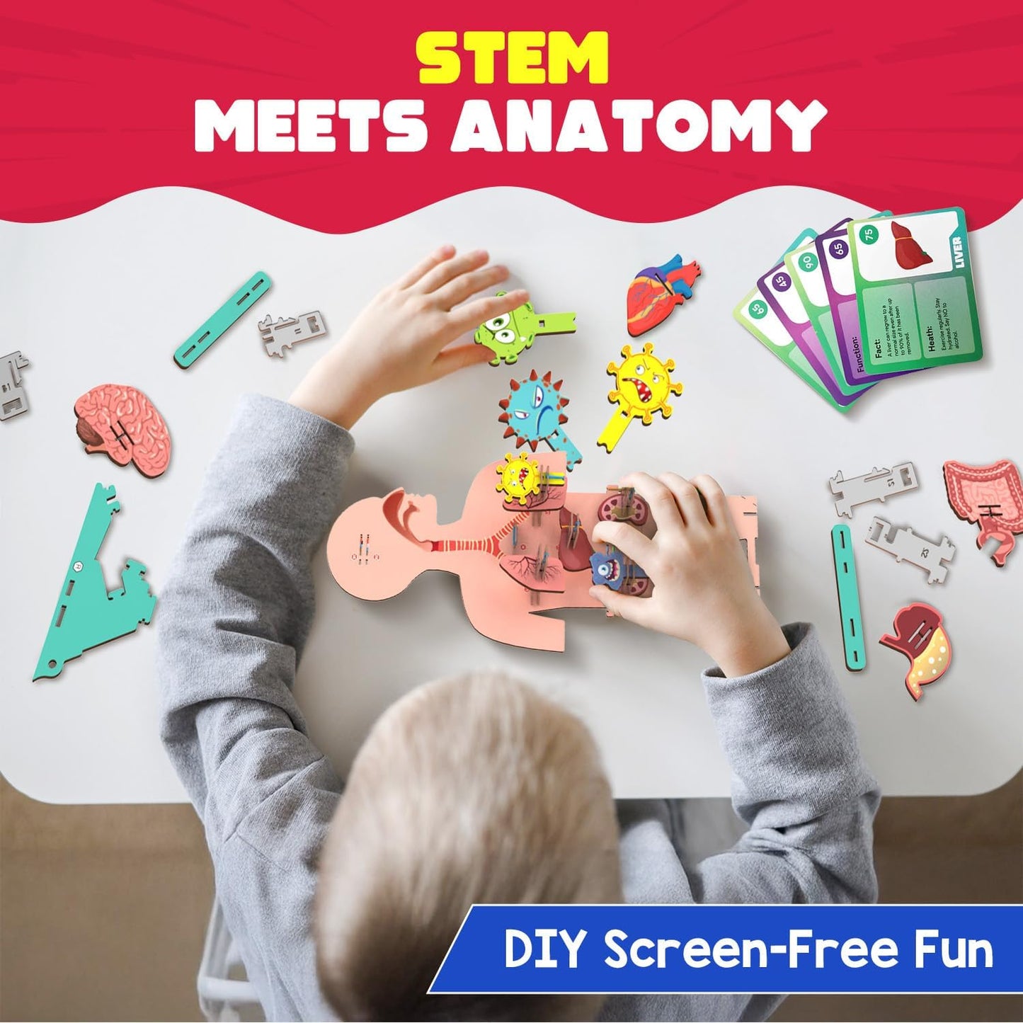 Smartivity Human Body Model for Kids 6-12 Years | Learn Body Organs, Functions with Fun Card Games | Cool Birthday Gift for Boys & Girls | DIY STEM Science Toys for Kids 6,7,8,9,10,11,12 Years I
