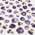 60Pcs Dried Pressed Pansies Flowers for Cake Decorating, Purple Real Dry Flower for Resin Art Crafts Jewelry Decorations