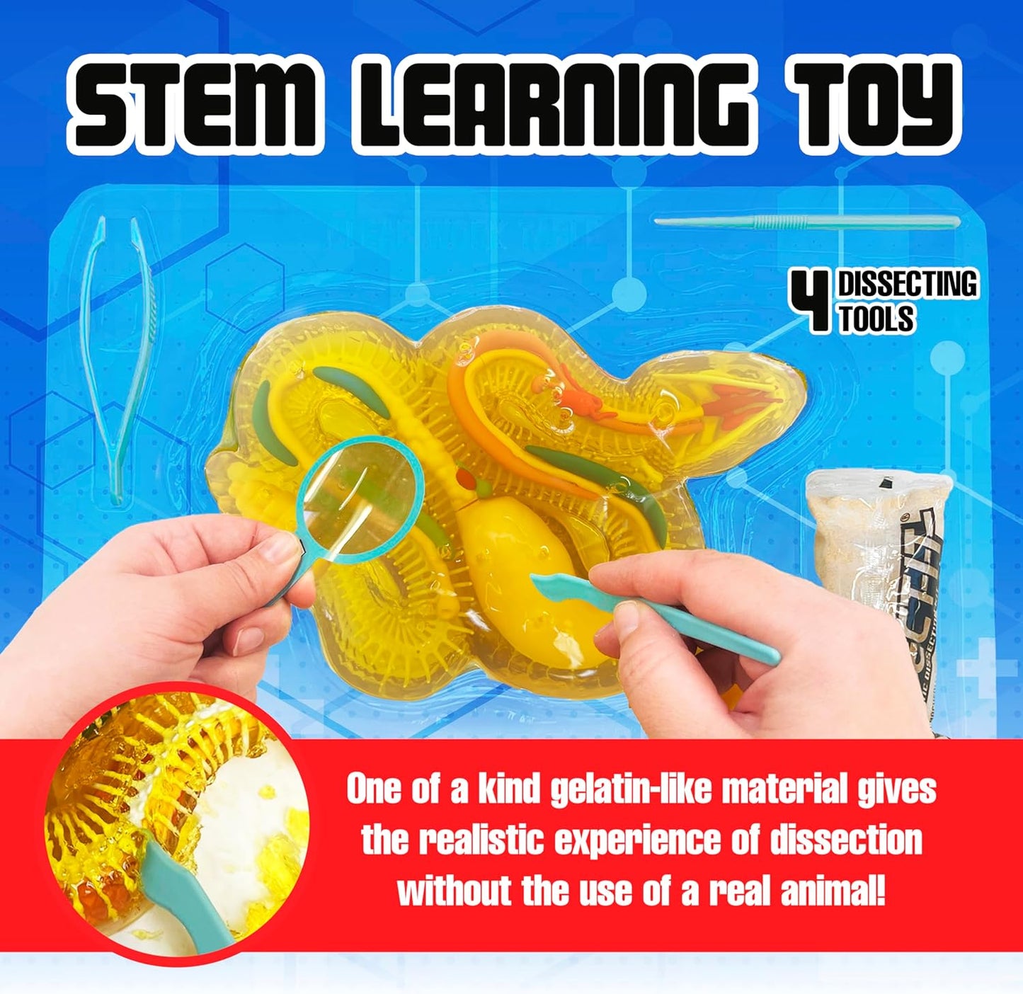 Rattlesnake Super Lab Dissect It Kit for Kids, Synthetic Dissection Kids Science Kit to Learn Biology, STEM Toys for 6 Year Old and Up