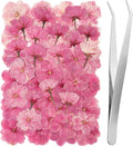 101 PCS Pressed Cherry Blossom for Crafts, Pink Dried Pressed Flowers for Resin DIY Jewelry Making Cake Card Scrapbook Decor, Dried Sakura Flowers for Soap Candle Making