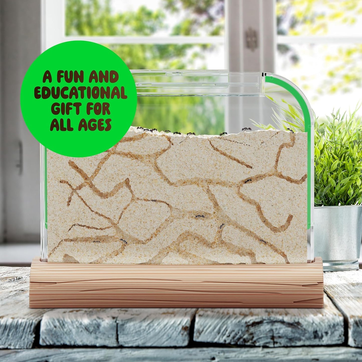 Dan&Darci Ant Farm Kit for Kids - Farms Colony - Includes Ants Voucher - Sand Habitat Kits - Bug Terrarium House - Educational Science Gifts for Kid - Nature Learning Toys for Boys, Girls & Adults