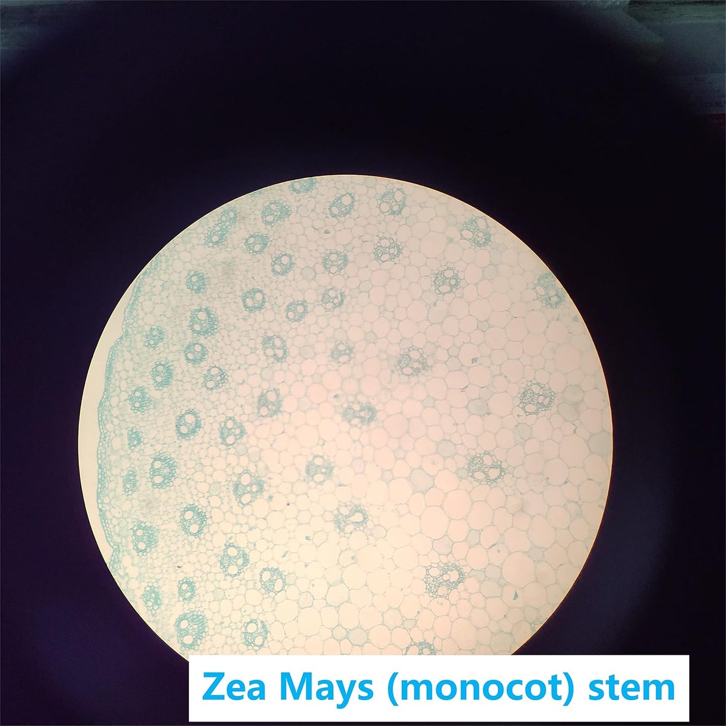 Prepared Microscope Slides Set for Apologia Biology, Pack of 16pcs Specimens Specifically for Biology Course (Apologia Slides)