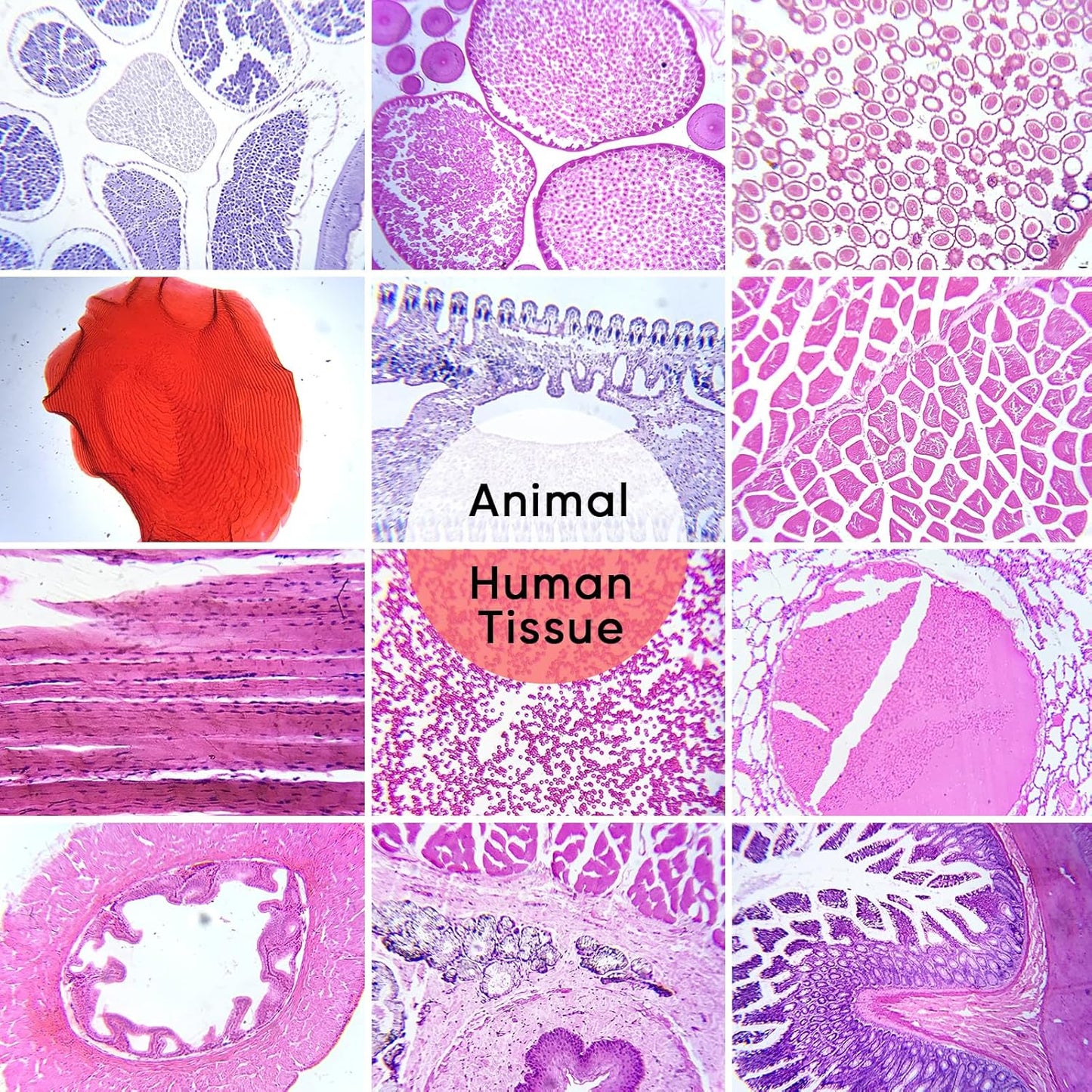 30 Microscope Slides with Specimens,Prepared Microscope Slides for Kids,Glass Slides for Microscope,Prepared Slides for Kids Microscope,Microscope Slide Preparation Kit for Biology Science Classes
